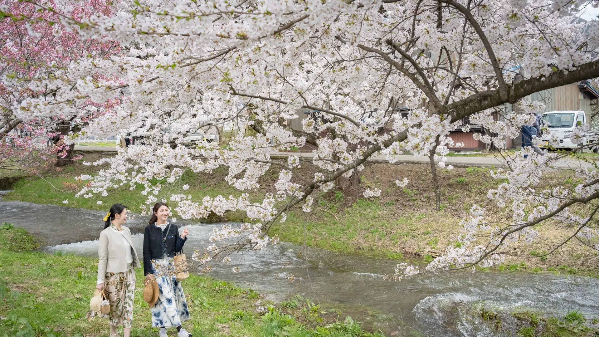 観音寺川の桜