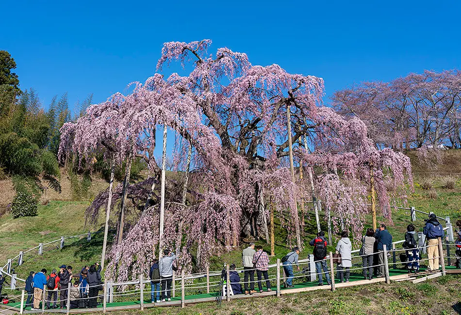 三春滝桜