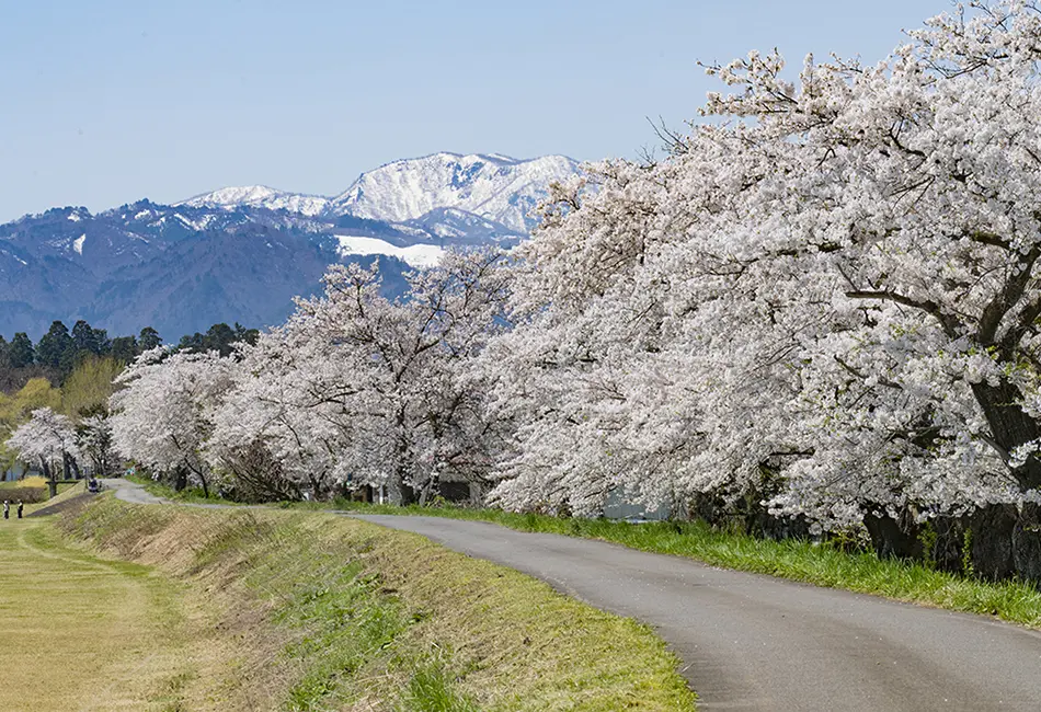 宮川の千本桜