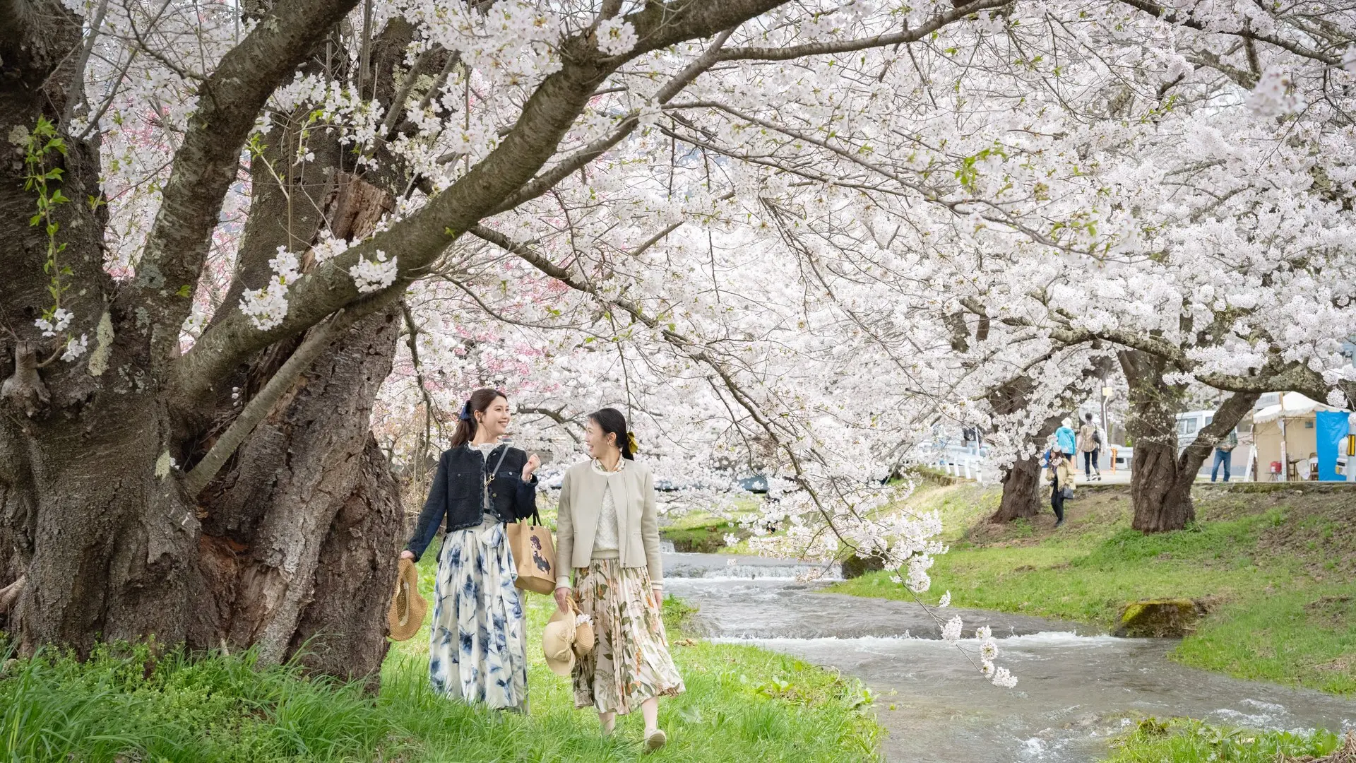 観音寺川の桜並木とホテルリステル猪苗代