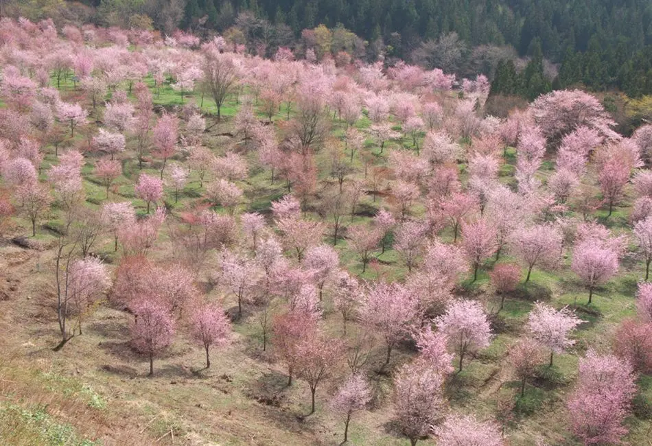 桜峠